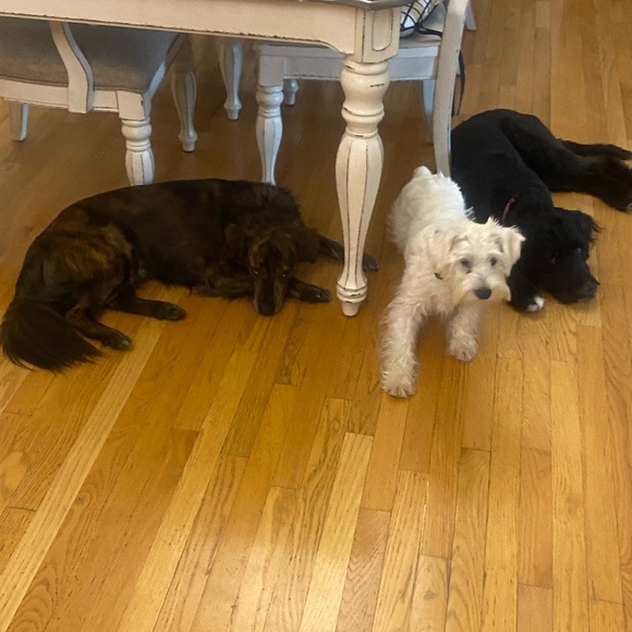 Meet your Posher, Andrea - Picture 12 of 16